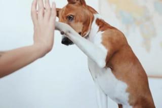 棕色和白色的小狗给一个人的手击掌